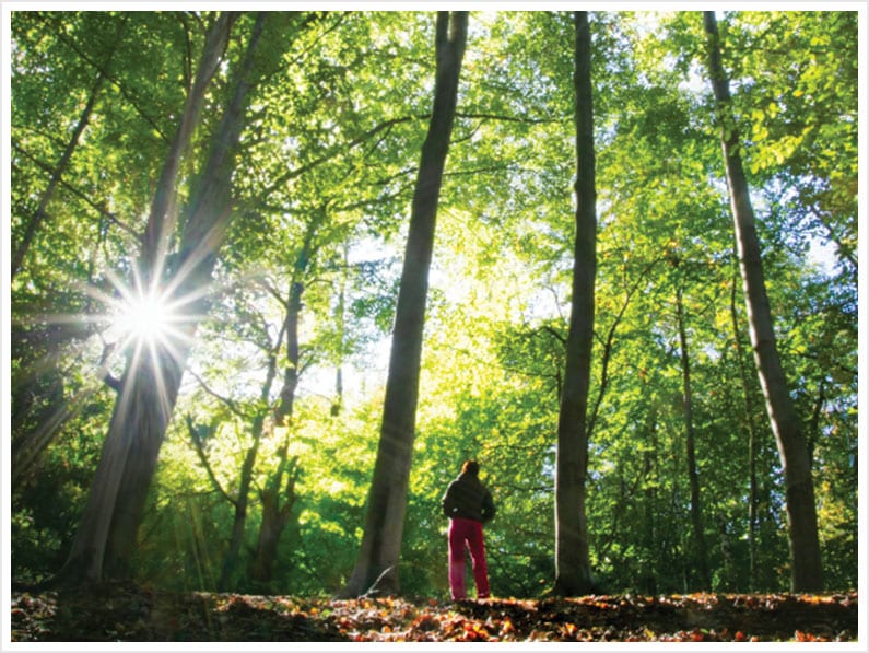 Maine Energy Systems Forest